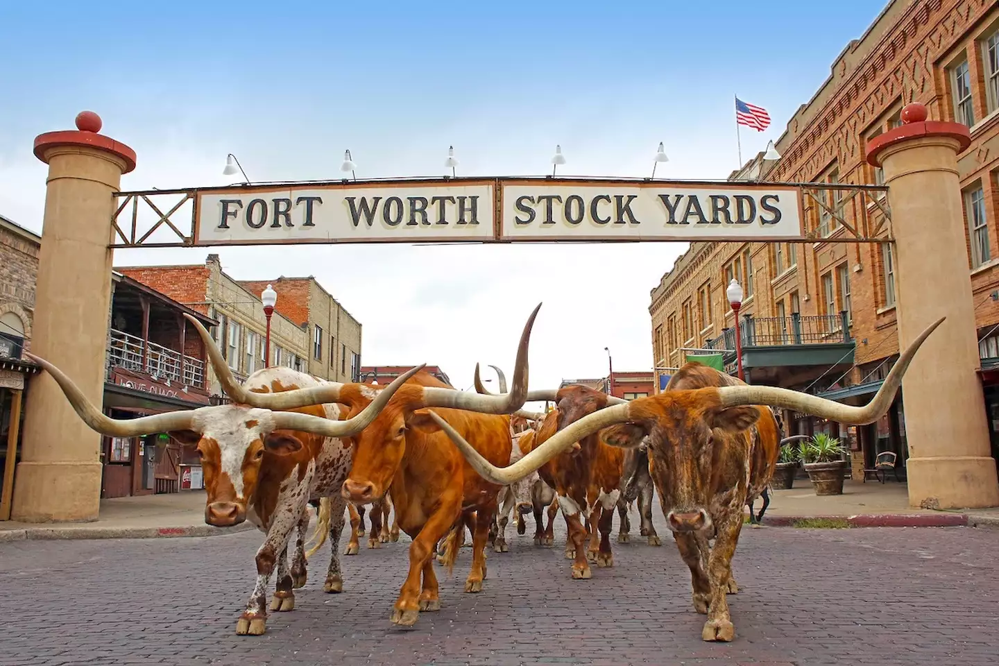 Longhorn cattle drive at sunset on Exchange Avenue in the Fort Worth Stockyards